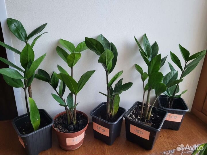 Замиокулькас