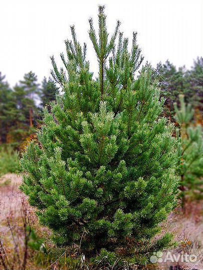 Сосна Крупномер из питомника. Доставка