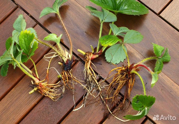 Рассада клубники усы