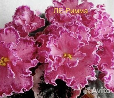 Список деток