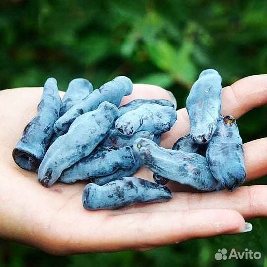 Саженцы жимолости
