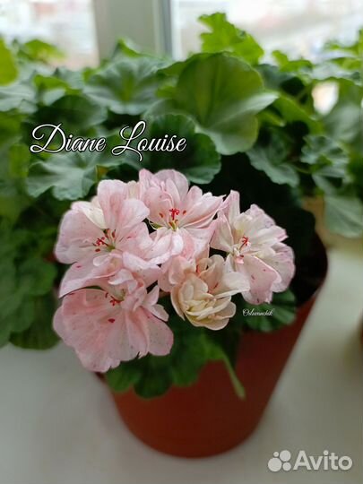 Пеларгония Diane Louise