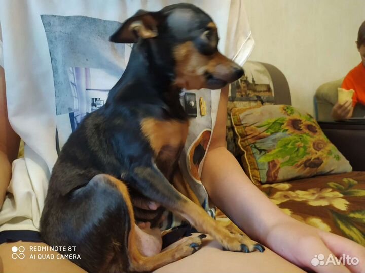 Мини той-терьер