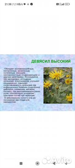 Девясил, свежий корень