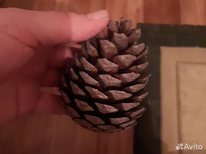Набор шишек