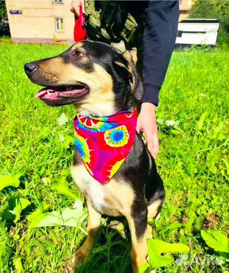 Крупный овчароидный щенок для загородного дома