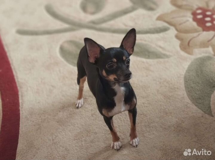 Вязка той-терьер (мальчик)