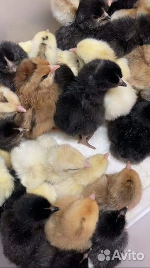 Цыплята,индюшата,утята,гусята