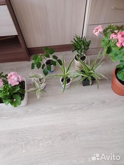 Комнатные растения цветы