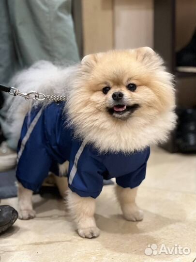 Померанско-немецкий шпиц случка