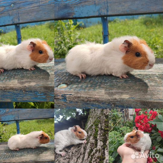 Морские свинки на любой вкус