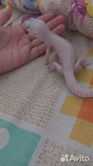 Ящерица эублефар