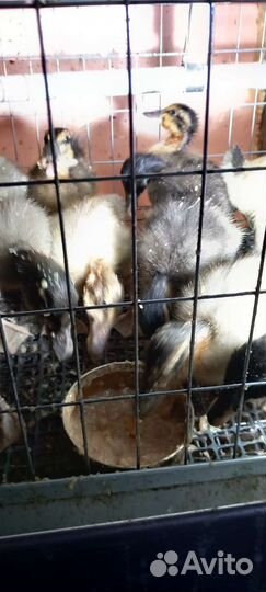 Продаю месячных гусят,утят,индюшат,цыплят