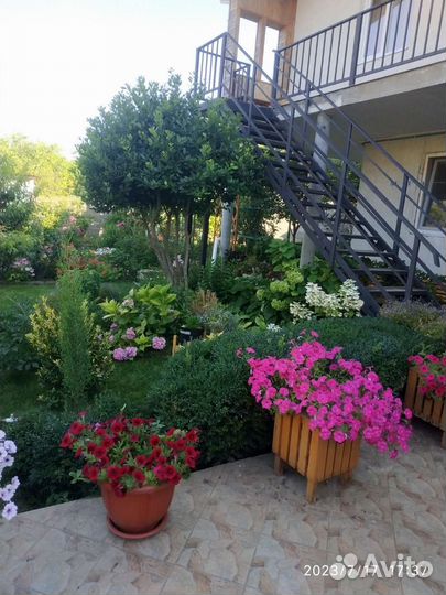 Петунии Тайдалы,Опера