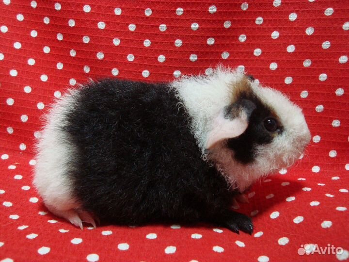 Морская свинка американский тедди