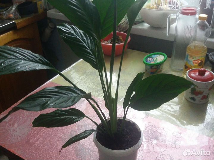 Спатифиллум