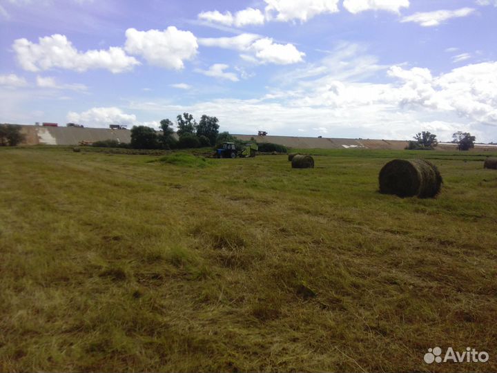 Сено луговое и посевное урожай 2023 года