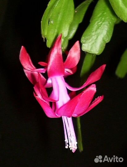 Шлюмбергера Бакли - Декабрист