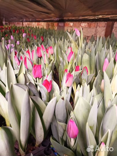 Тюльпаны в Армавире