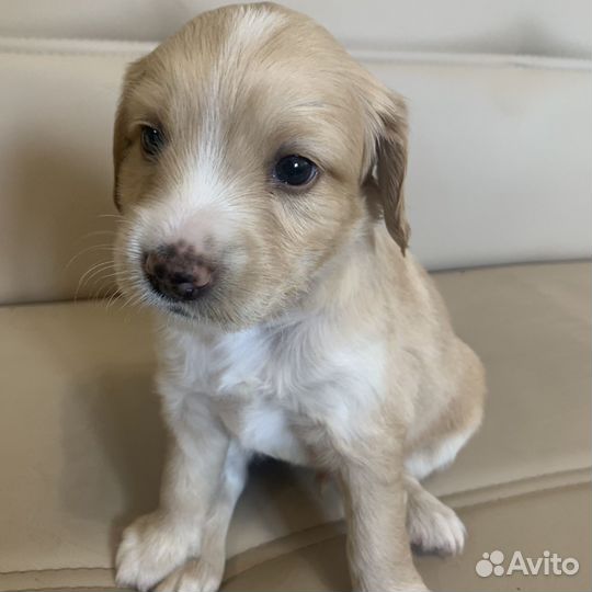 Продаются щенки спаниеля