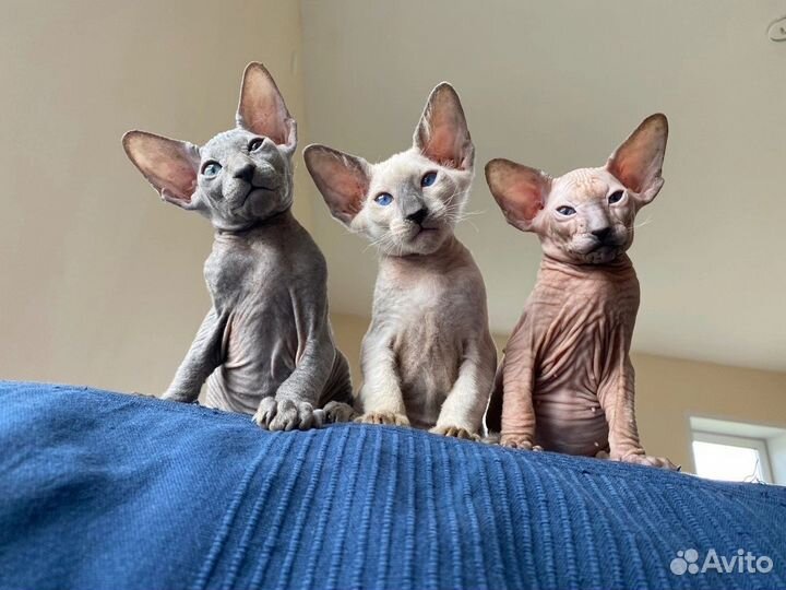 Петербургский сфинкс девочки