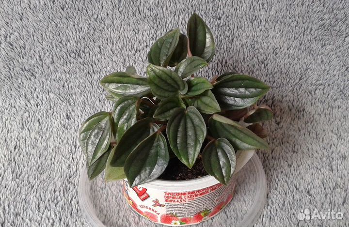 Оксалис Кислица, Пеперомия, Сеткреазия