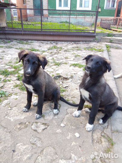 Щенки девочка и мальчик