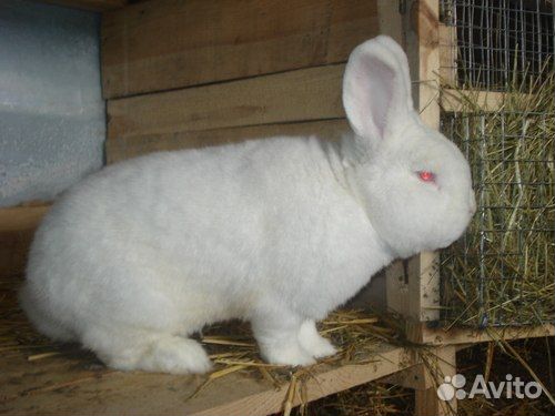 Кролики новозеландские белые