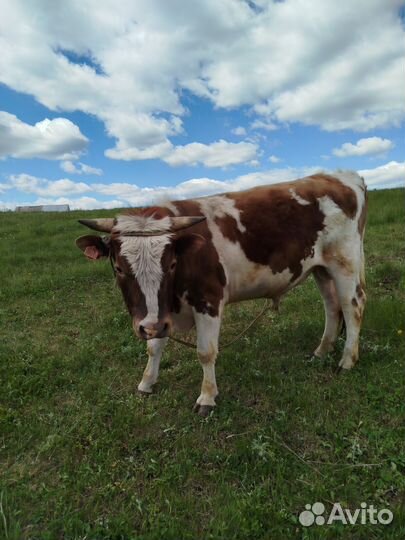 Телята, быки, корова