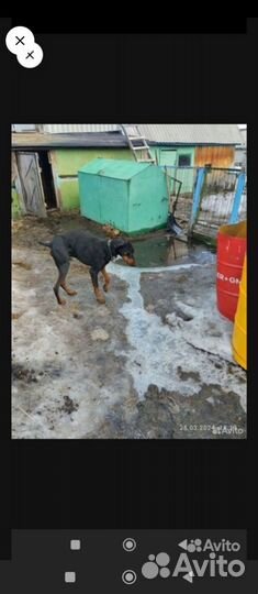 В добрые руки