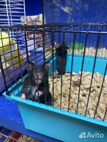 Сирийский хомяк