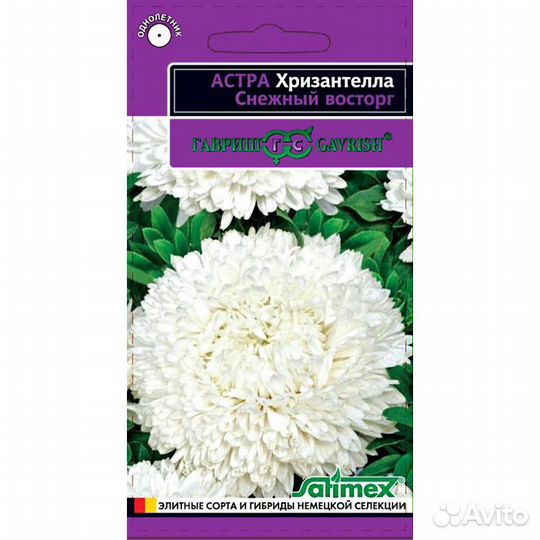 Астра Хризантелла Снежный восторг