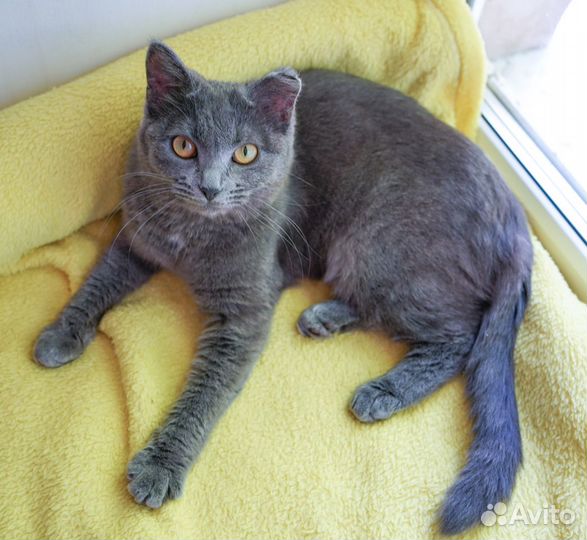 Миниатюрная кошечка