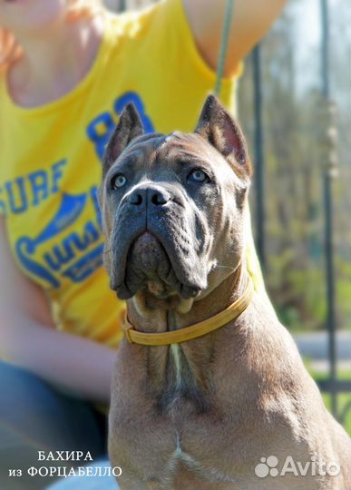 Подрощенные щенки кане корсо