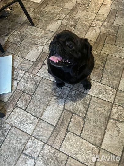 Мопс вязка мальчик