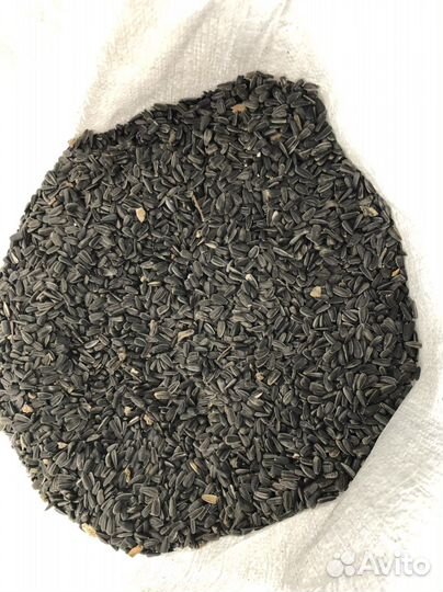 Семечки подсолнечника для птиц