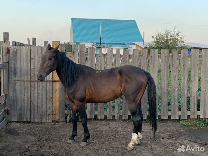 Продам Жеребца