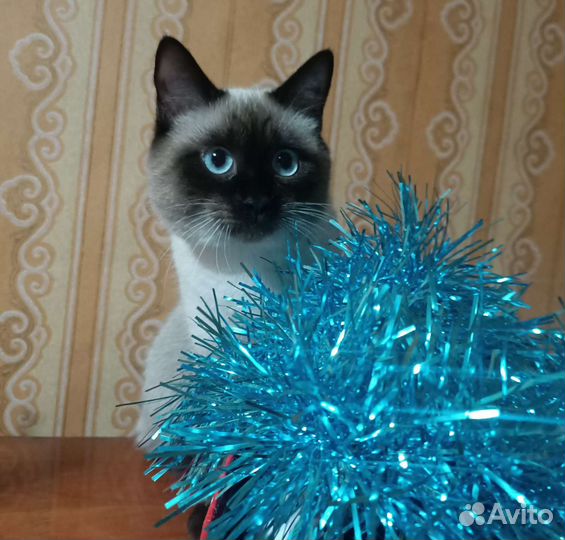 Кот вязка