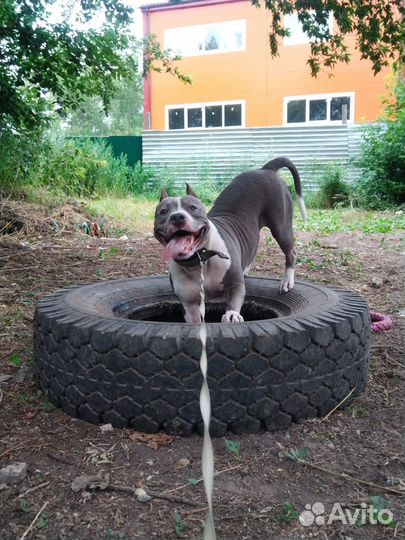 Зоогостиница для собак. Передержка