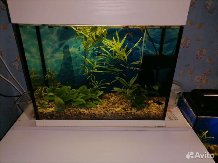 Аквариум