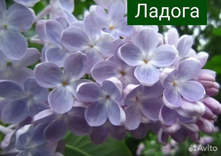 Сирень голубая Ладога