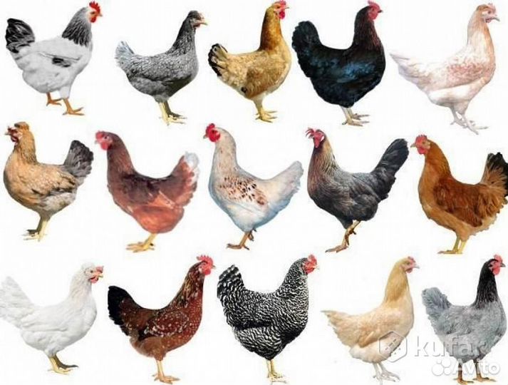 Яйцо инкубационное цветное (Доминант), цыплята