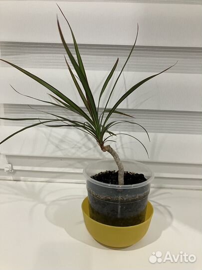 Комнатные растения