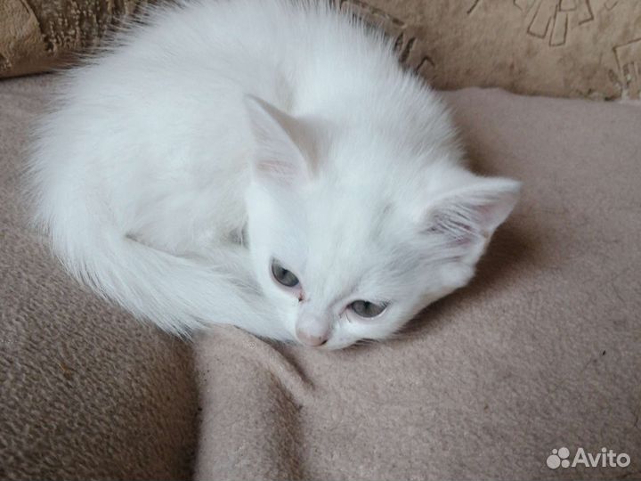 Британский кот