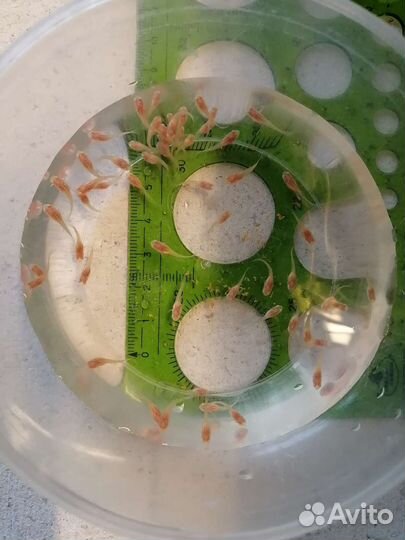 Гуппи чистая линия жемчужно-розовые альбиносы