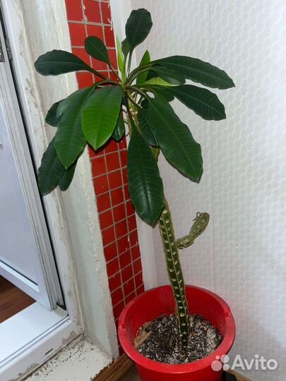 Молочай беложильчатый