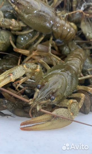Живые раки с доставкой