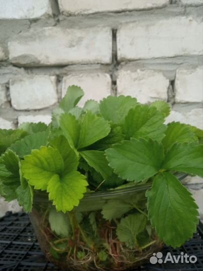 Усы виктории