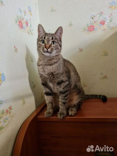 Кошка в дар бесплатно