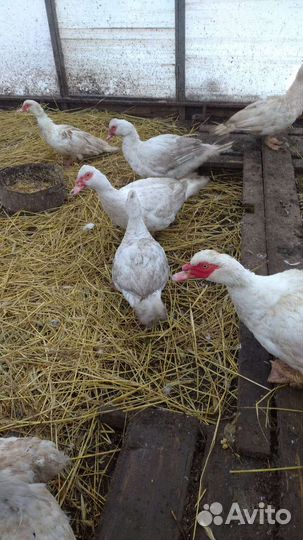 Селезень индоутки